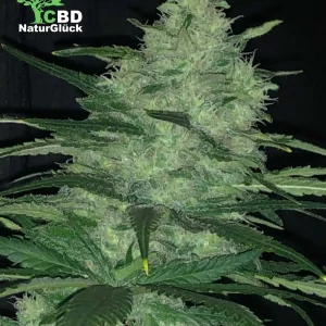 AK 47 Automatik Samen 3 Stk.