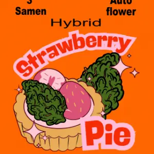 Strawberry Pie Automatik  Seeds 3 Stk.