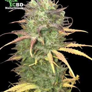 Bubble Gum Automatik Samen 3 Stk.