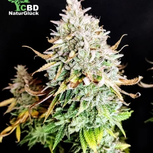 Critical Kush Full Season Samen 3 Stk.