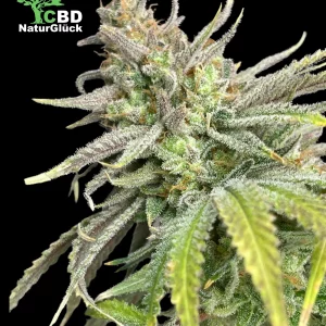 Forbidden Fruit Full Season Samen 3 Stk.