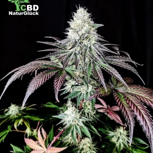 GMO Full Season Samen 3 Stk.