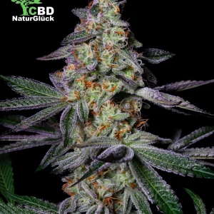 Glitter Bomb Full Season Samen 3 Stk.