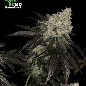 Lemon Twister Full Season Samen 3 Stk.