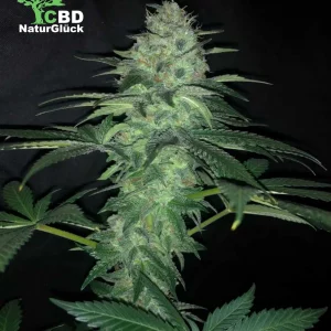 Northern Lights Automatik Samen 3 Stk.